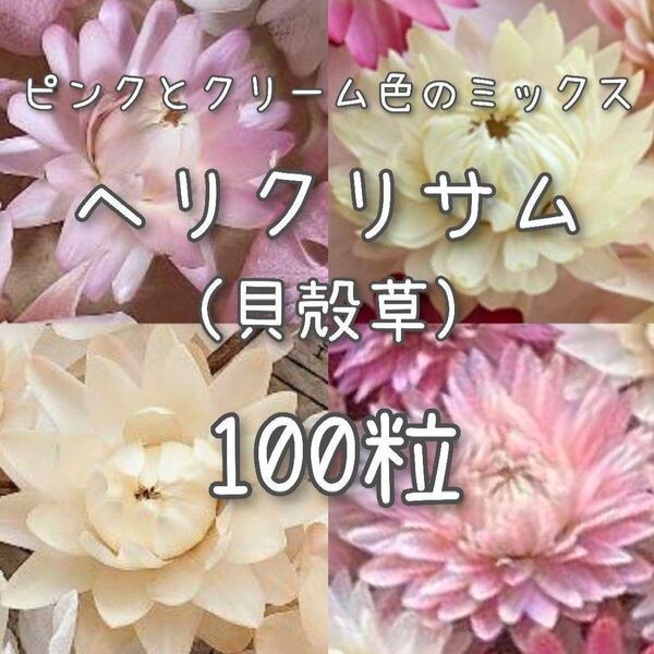 【ヘリクリサムのタネ】ピンク&クリーム100粒 種子 種 貝殻草 切り花にも