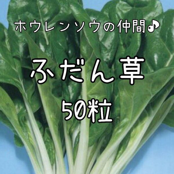 【ふだん草のタネ】50粒 種子 種 フダンソウ 野菜 家庭菜園 スイスチャード