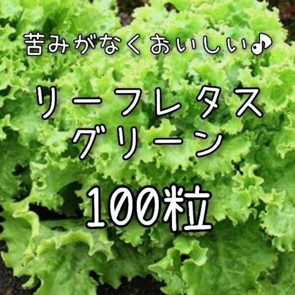 【リーフレタスグリーンのタネ】100粒 種子 種 野菜 家庭菜園