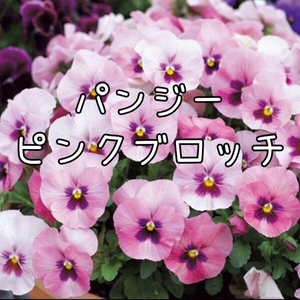 【ピンクブロッチのタネ】10粒 種子 種 パンジー 花 すみれ スミレ すみれ