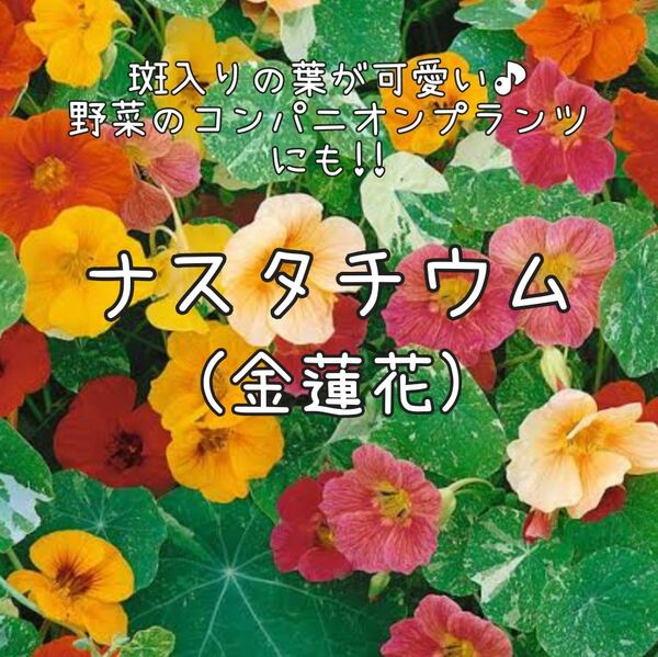 【ナスタチュームのタネ】20粒 種子 種 ナスタチウム 金蓮花 花 ハーブ 家庭菜園