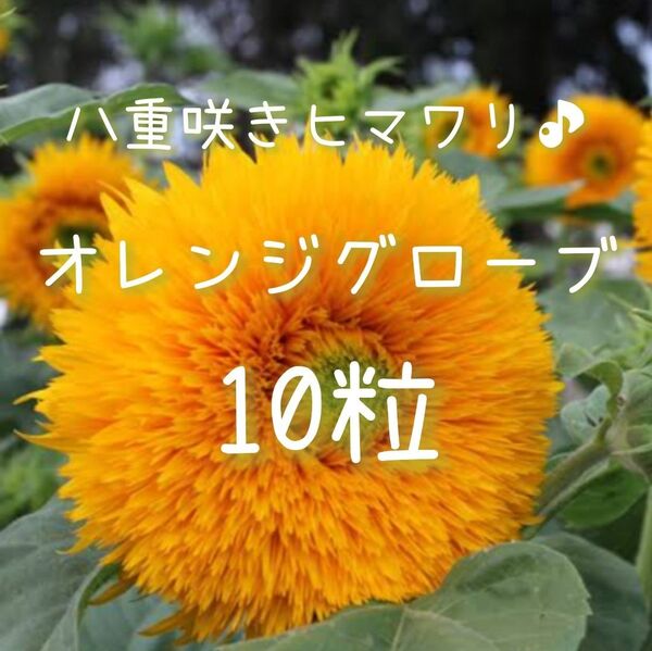 【オレンジグローブのタネ】10粒 ヒマワリ ひまわり 向日葵 八重咲き 切り花に