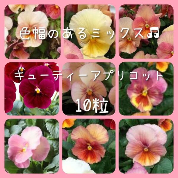 【キューティーアプリコットのタネ】10粒 種子 種 パンジー 寄せ植えにも 花 すみれ 花壇