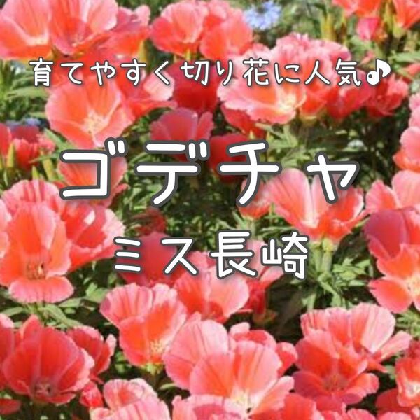 【ゴデチャ(ミス長崎)のタネ】100粒 種子 種 ゴデチア 切り花にも