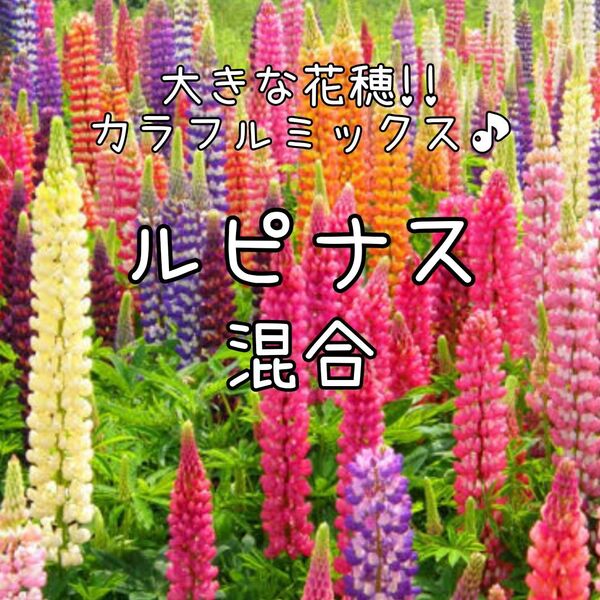 【ルピナス混合のタネ】50粒 種子 種 花 花壇 昇り藤 ノボリフジ 切り花にも