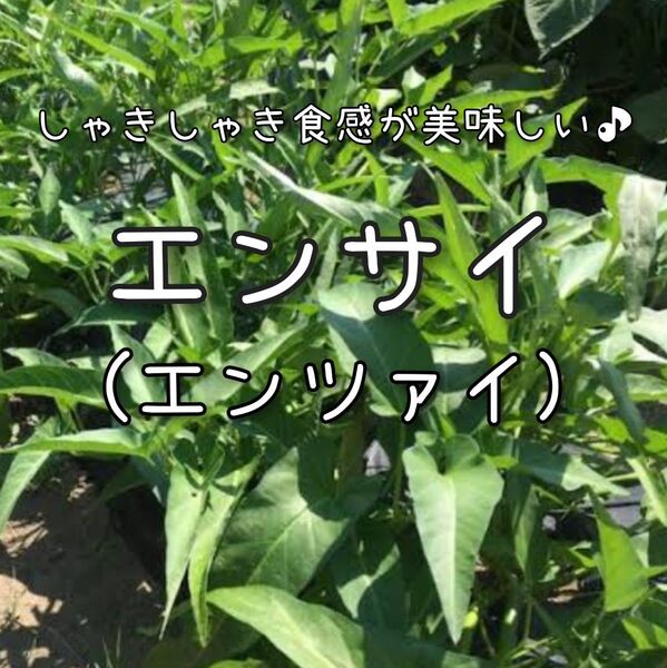 【エンサイ(エンツァイ)のタネ】50粒 種子 種 中華 家庭菜園