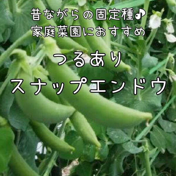 【スナップエンドウのタネ】15粒 種子 種 固定種 豆 えんどう 家庭菜園 野菜 つるあり