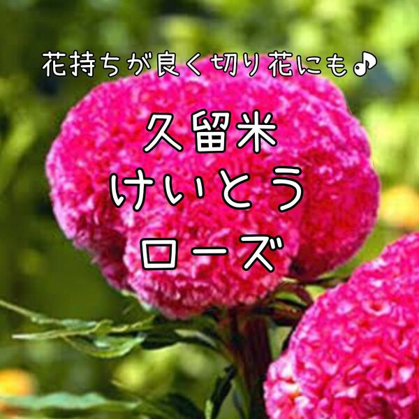 【久留米けいとうローズのタネ】100粒 種子 種 ケイトウ 鶏頭 切り花にも 花