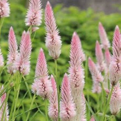 【けいとうシャロンのタネ】40粒 種子 種 ケイトウ 鶏頭 花 切り花にも