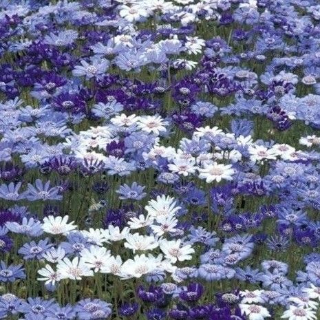 【フェリシアのタネ】30粒 ミックス 種子 種 花 花壇 園芸