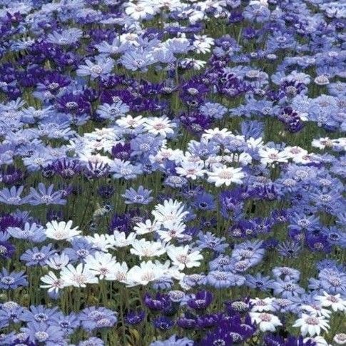 【フェリシアのタネ】30粒 ミックス 種子 種 花 花壇 園芸
