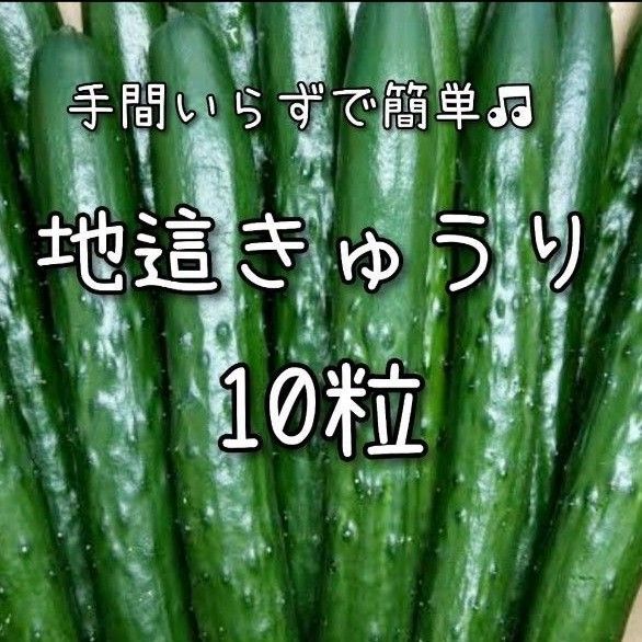 【きゅうりのタネ】10粒 種子 種 キュウリ 胡瓜 野菜 家庭菜園