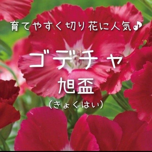 【ゴデチャ(旭盃)のタネ】100粒 種子 種 ゴデチア 切り花にも イロマツヨイグサ