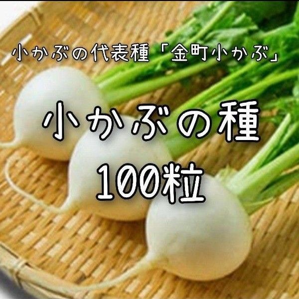 【小かぶのタネ】100粒 種子 種 カブ 蕪 野菜 家庭菜園 固定種
