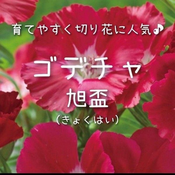 【ゴデチャ(旭盃)のタネ】100粒 種子 種 ゴデチア 切り花にも イロマツヨイグサ