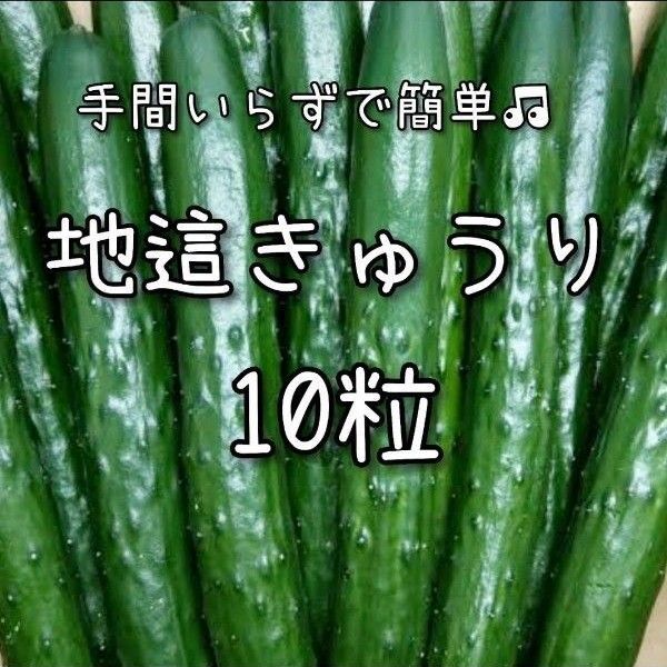 【きゅうりのタネ】10粒 種子 種 キュウリ 胡瓜 野菜 家庭菜園
