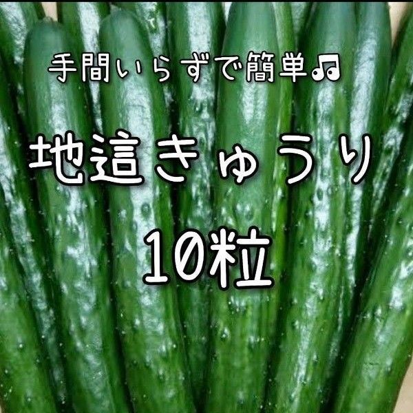 【きゅうりのタネ】10粒 種子 種 キュウリ 胡瓜 野菜 家庭菜園