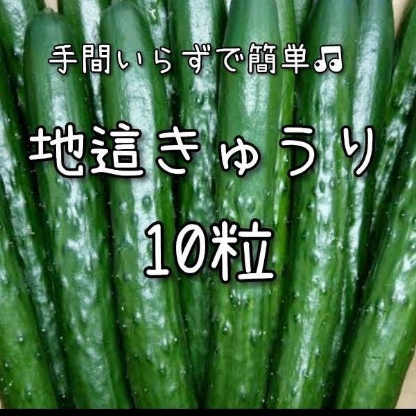 【きゅうりのタネ】10粒 種子 種 キュウリ 胡瓜 野菜 家庭菜園