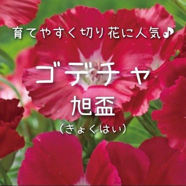 【ゴデチャ(旭盃)のタネ】100粒 種子 種 ゴデチア 切り花にも イロマツヨイグサ