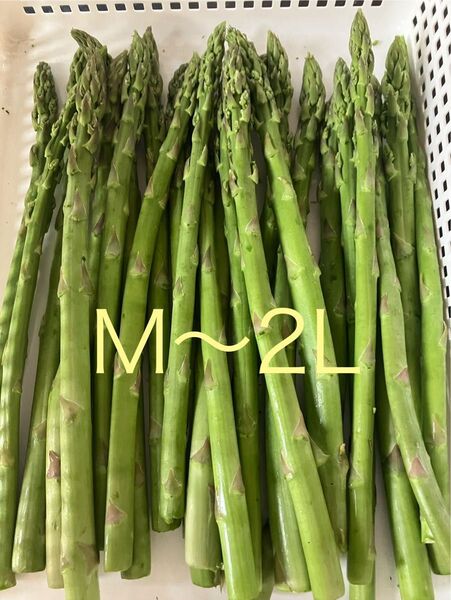 アスパラ 500g B品 アスパラガス
