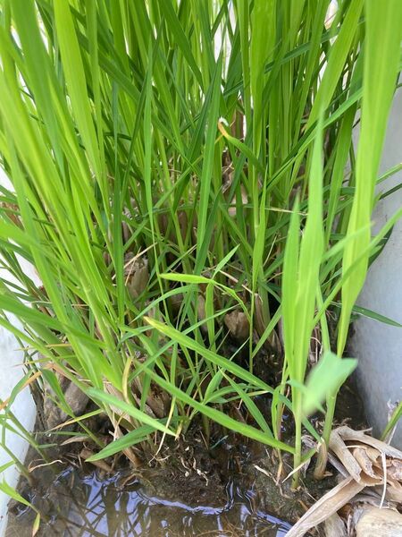 ☆マコモダケの苗◎約10株+オマケ増量◎完全無農薬栽培です(^。^)土株付きです。