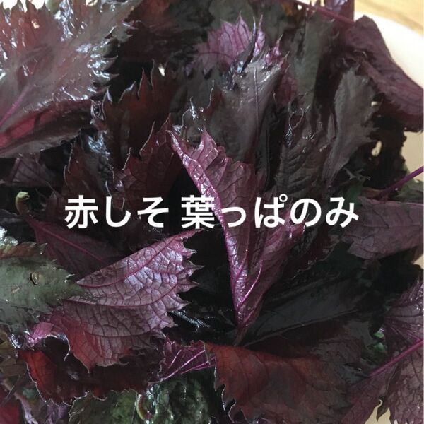 赤しそ 葉 120g 紫蘇ジュース お得 赤紫蘇の葉 赤ジソ 農薬不使用
