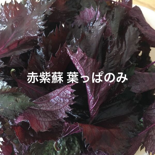 赤しそ 葉 120g 紫蘇ジュース お得 赤紫蘇の葉 赤ジソ 農薬不使用