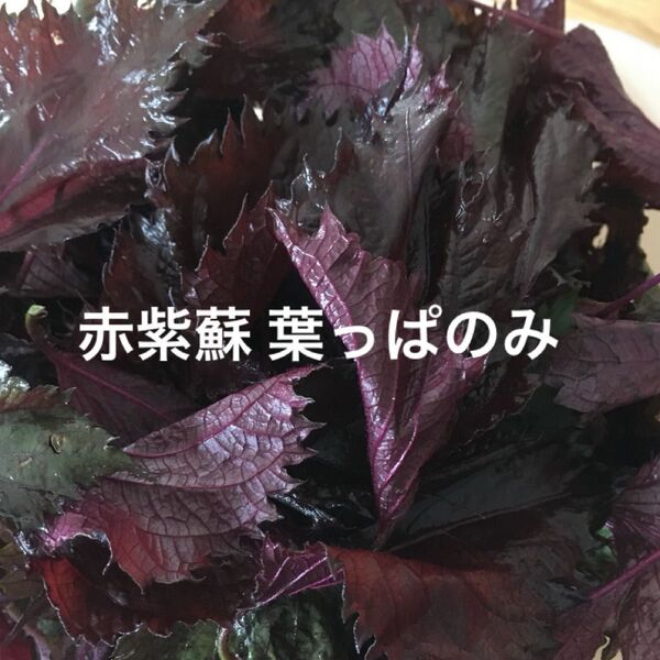 赤しそ 葉 120g 紫蘇ジュース お得 赤紫蘇の葉 赤ジソ 農薬不使用