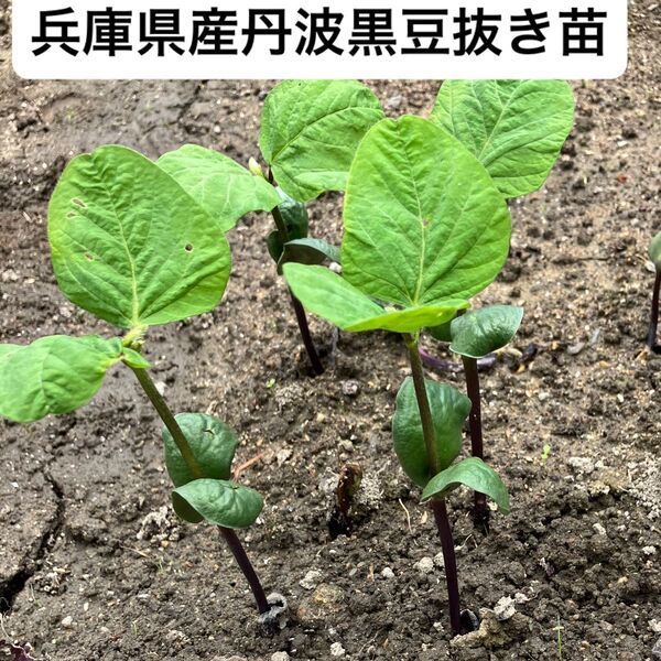 兵庫県産 丹波黒豆 枝豆 抜き苗 5本 固定種苗 実生苗 苗 無農薬