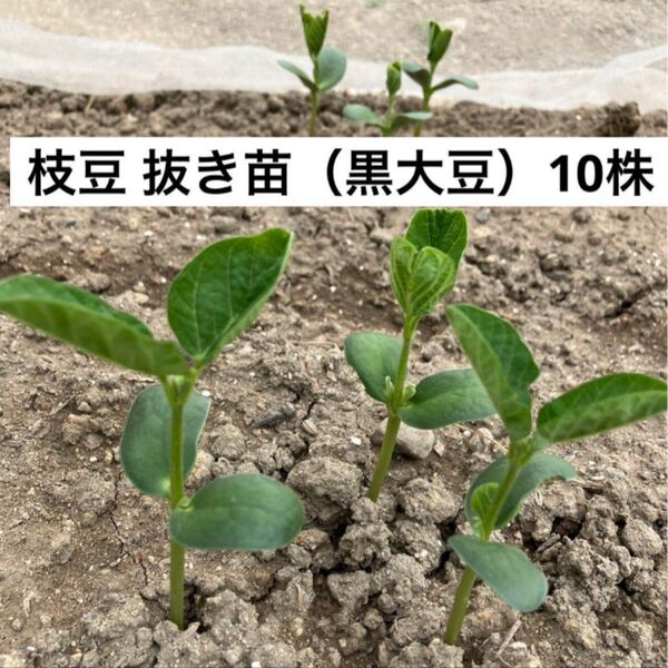 枝豆 黒大豆 苗 抜き苗 10株 実生苗