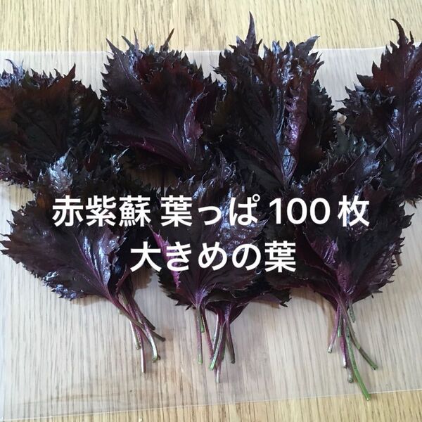 赤紫蘇 葉っぱ 100枚 梅干し 紫蘇ジュース ふりかけ 用 無農薬栽培