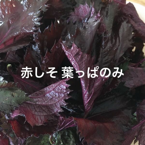 赤しそ 葉 120g 紫蘇ジュース お得 赤紫蘇の葉 赤ジソ 農薬不使用