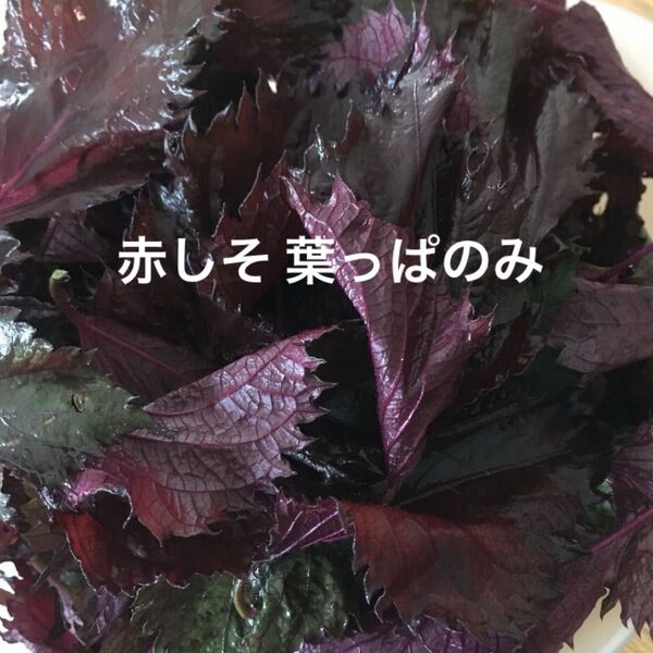 赤しそ 葉 120g 紫蘇ジュース お得 赤紫蘇の葉 赤ジソ 農薬不使用