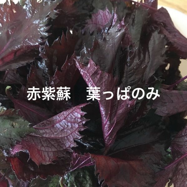 赤しそ 葉 120g 紫蘇ジュース お得 赤紫蘇の葉 赤ジソ 農薬不使用