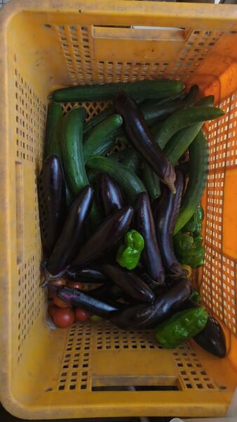 ゆうさん 専用 新鮮野菜詰め合わせ23個