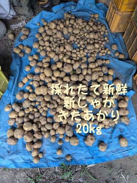 栃木県産 新じゃがいも きたあかり 20kg