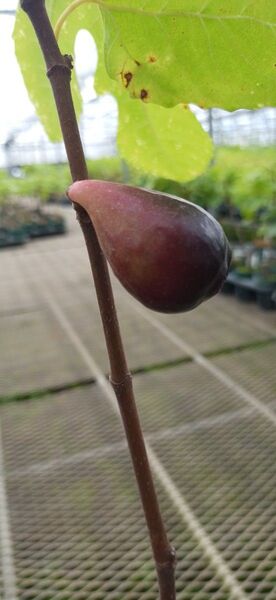 いちじくの苗「モリデカネバ」