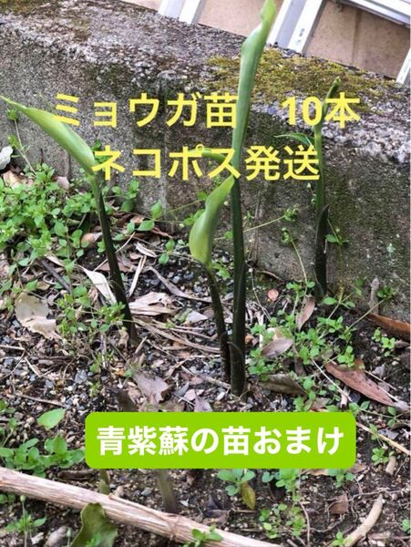 ミョウガ抜き苗 10本ネコポス発送