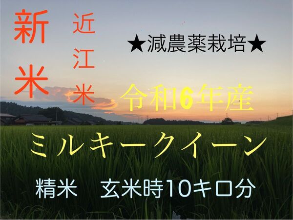 残り少★精米発送★減農薬栽培-55%以上減 令和6年産近江米 ミルキークイーン玄米時10kg 遠赤外線乾燥 お米 農家直販安心安全