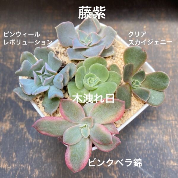 多肉植物 ② 苗セット 藤紫 木洩れ日 ピンクベラ錦 クリアスカイジェニー ピンクィールレボリューション