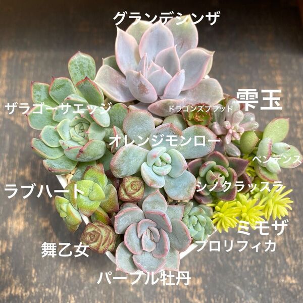 多肉植物 ⑤ 寄せ植え用 苗セット