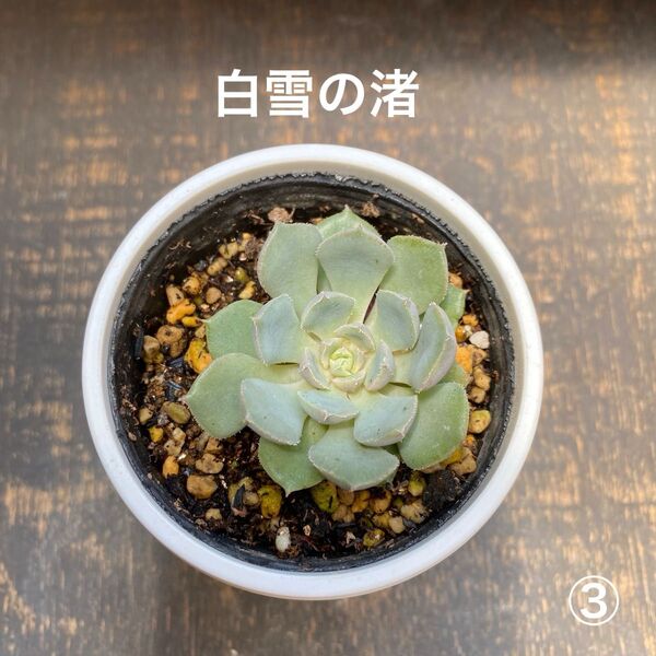 多肉植物 苗④ 白雪の渚