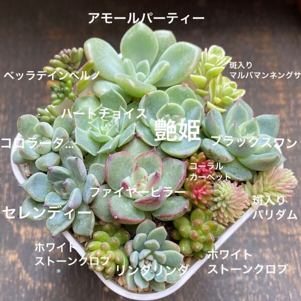 多肉植物 苗セット ⑨