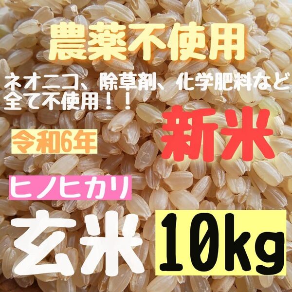 【在庫わずか】無農薬 化学肥料不使用 除草剤不使用 ヒノヒカリ 玄米 10キロ