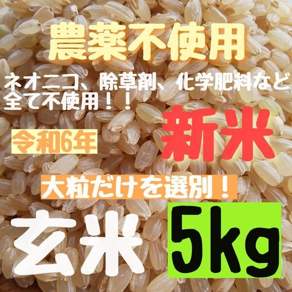 【在庫わずか】無農薬 化学肥料不使用 除草剤不使用 ヒノヒカリ 玄米 5kg
