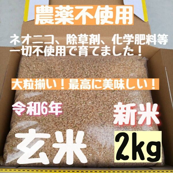 【在庫わずか】無農薬 化学肥料不使用 除草剤不使用 ヒノヒカリ 玄米 2kg