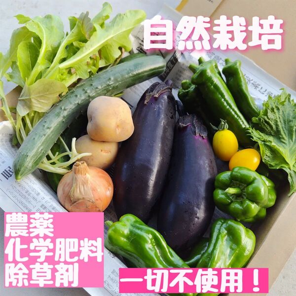 【新線で美味しい】無農薬 化学肥料不使用 除草剤不使用 野菜 野菜詰め合わせ 夏野菜