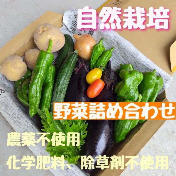【自然栽培】無農薬 化学肥料不使用 除草剤不使用 野菜 野菜詰め合わせ 野菜セット