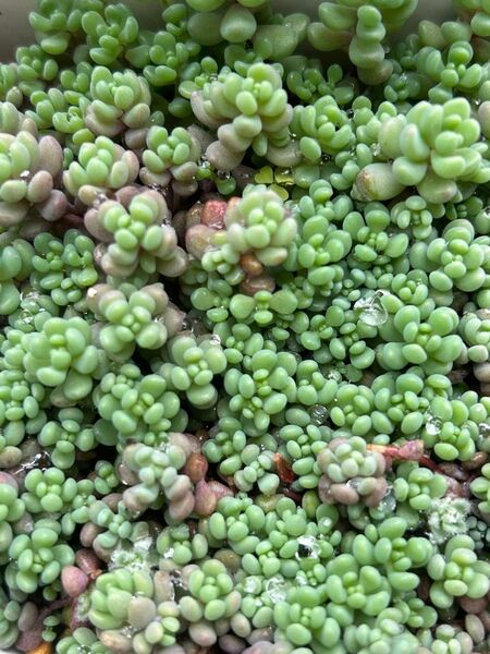 多肉植物 セダム パープルヘイズ カット苗 ばら撒き用