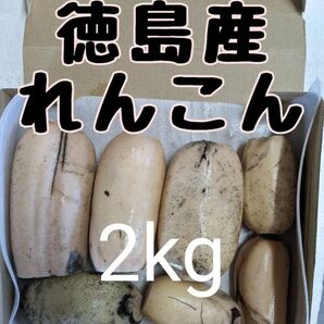 徳島県産 れんこん 2kg